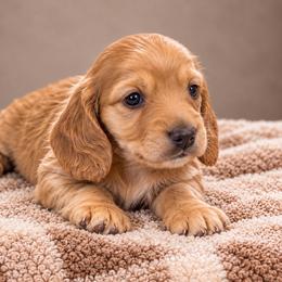 Chip - Cream male Dachshund puppy in Mountainburg, Arkansas from Farm House miniatures