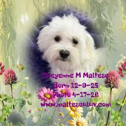 Cheyenne - White male Maltese puppy in Silverhill, Alabama from Malteseuluv’s Tiny Treasurers