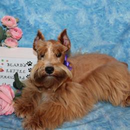 Rose - Miniature Schnauzer