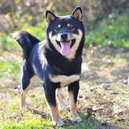 Zen - Shiba Inu