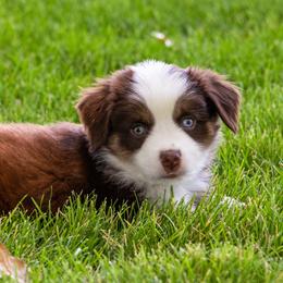 Miniature American Shepherd and Miniature Australian Shepherd Puppies from Bellewynd Acres
