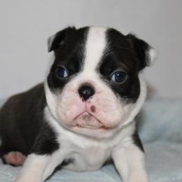 Nick - Brindle and white male Boston Terrier puppy in Brooksville, Florida from I Love Pups