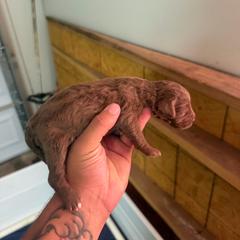 Neon Collar - Chocolate male Assorted Doodle Crosses puppy in Conway, Arkansas from Hollins Doodles
