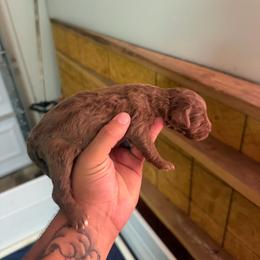 Neon Collar - Chocolate male Assorted Doodle Crosses puppy in Conway, Arkansas from Hollins Doodles