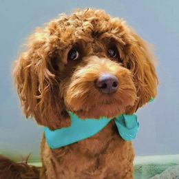 Tsuki - Goldendoodle