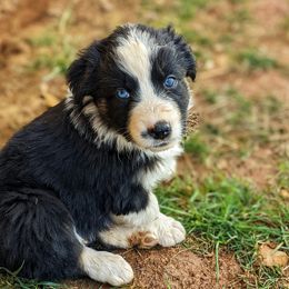 Australian Shepherd Puppies from Aussie Ridge Ranch