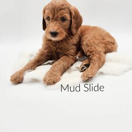 Mud Slide - Red  male Goldendoodle puppy in Wooster, Ohio from Cynology Doodles