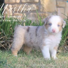 Martha - Red merle female Miniature Australian Shepherd puppy in Grandfield, Oklahoma from Hunt Farms Australian Shepherds