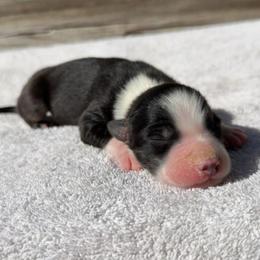 Dilute black tri male 1 - Dilute blue male Australian Shepherd puppy in Sunbright, Tennessee from Laudrick Aussies