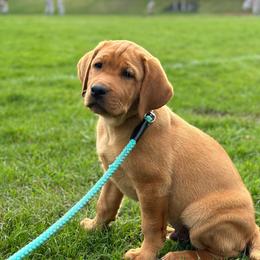 Labrador Retriever Puppies from Mountain View Labrador Retrievers