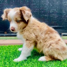 Ginger - Red merle female Toy Australian Shepherd puppy in Menifee, California from Riders Toy Aussies