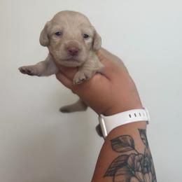 Bea - Cream female Dachshund puppy in Mc Alester, Ok, Oklahoma from New Hope Miniature Dachshunds