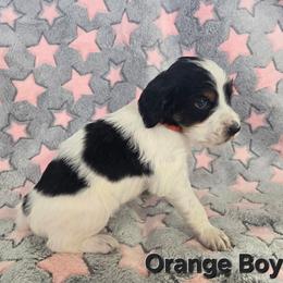 Orange Boy - Blue belton and tan (tri-color) male English Setter puppy in Potosi, Wisconsin from Point and Flush Gun Dogs