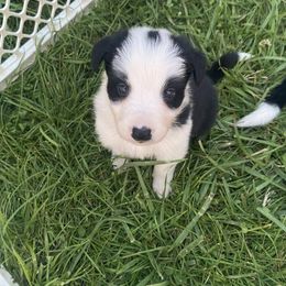 Penny - Border Collie puppy in Maryland from Higher Goals Border Collies
