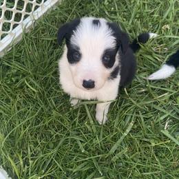 Penny - Border Collie puppy in Maryland from Higher Goals Border Collies