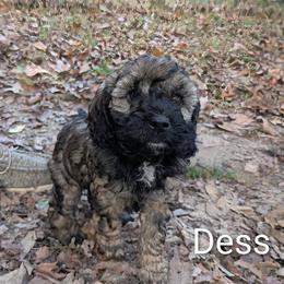 Dess - Black and tan female Cockapoo puppy in Sunset, Louisiana from Cano Cockapoos