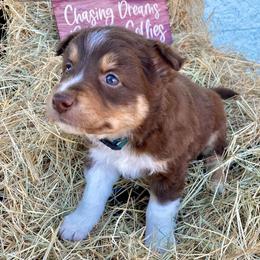 Border Collie Puppies from Chasing Dreams Border Collies