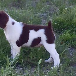 Brittany Puppies from Triumphant Kennels