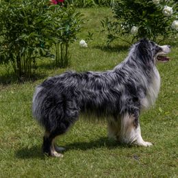 Tuka - Australian Shepherd