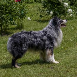 Tuka - Australian Shepherd