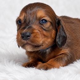 Finn - Red male Dachshund puppy in Farmington, Missouri from Eva Leas Pups