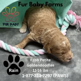 Rain - Apricot male Goldendoodle puppy in Michigan from Fur Baby Farms
