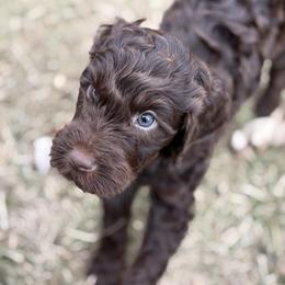 Brownie - Phantom female Goldendoodle puppy in Washington, Illinois from Lola Bear Goldendoodles