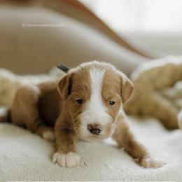 Pistachio - Red  male Goldendoodle puppy in Hiddenite, North Carolina from Rose and Reid Doodles