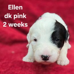 Ellen - Gray and white female Old English Sheepdog puppy in Sutherlin, Oregon from Sapphire Eyes Sheepdogs