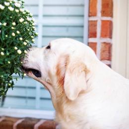 Remi - Golden Retriever
