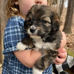 Sierra - Sable female Aussiedoodle puppy in Paoli, Indiana from Brambleberry Doodles