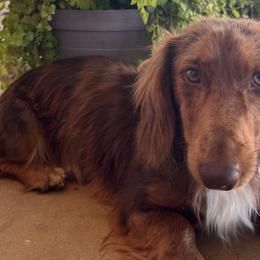 Dachshunds from Casa Encina Dachshunds