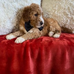 Snickerdoodle - Red  Goldendoodle puppy in Wilmington, North Carolina from Wrightsville Beach GoldenDoodles