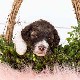 Poodles from EKY Poodles