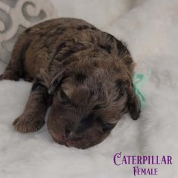Caterpillar - Merle female Goldendoodle puppy in Beecher, Illinois from Erica’s Doodles