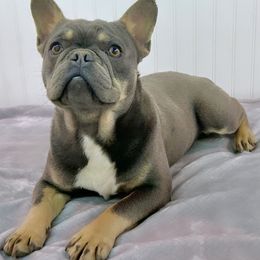 French Bulldogs from 1818 Frenchie