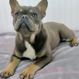 French Bulldogs from 1818 Frenchie