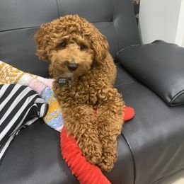 Poodle Puppies from The Poodlemen