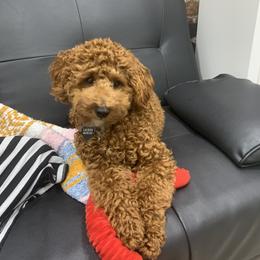 Poodle Puppies from The Poodlemen
