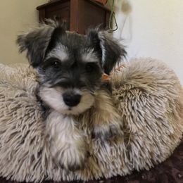 Miniature Schnauzer Puppies from Bear + Bean Schnauzer Farm