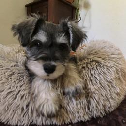 Miniature Schnauzer Puppies from Bear + Bean Schnauzer Farm