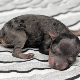 Venus - Merle female Cavapoo puppy in Salem, New Jersey from Dreamy Night Doodles