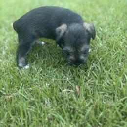 Miniature Schnauzer Puppies from Rebecca LeBoeuf