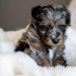 Buzz Lightyear - Merle male Schnoodle puppy in Grove, Oklahoma from Grand Lake Poodles & Doodles