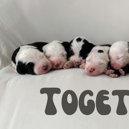 Sheepadoodle Puppies from Wiggles & Woofs of Oklahoma