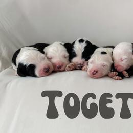 Sheepadoodle Puppies from Wiggles & Woofs of Oklahoma