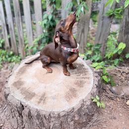 Prince - Dachshund