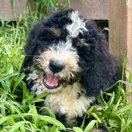 Delta - Tri-color female Bernedoodle puppy in Olive Hill, Kentucky from Mountain Valley Bernedoodles