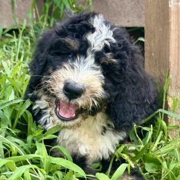 Delta - Tri-color female Bernedoodle puppy in Olive Hill, Kentucky from Mountain Valley Bernedoodles