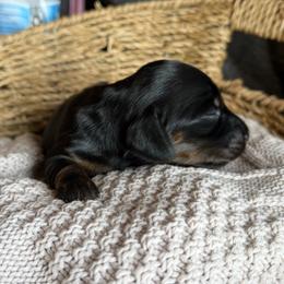 Boo - Black and tan female Dachshund puppy in Excel, Alabama from CJ’s Little Palace